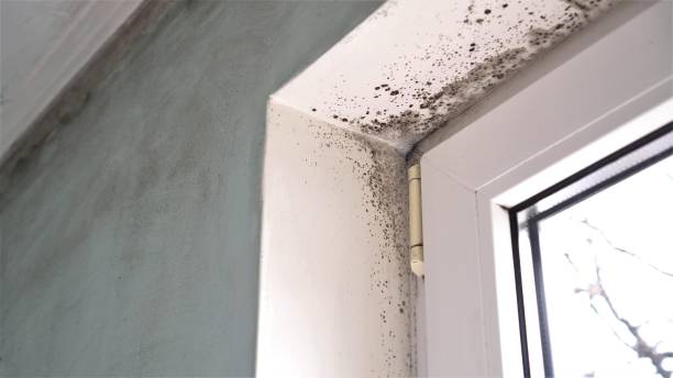 Reliable Church Hill, MD Mold Removal Solutions