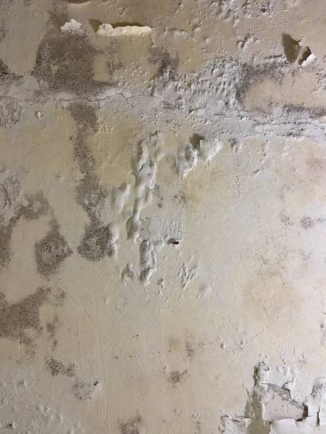 Certified Mold Removal in Church Hill, MD