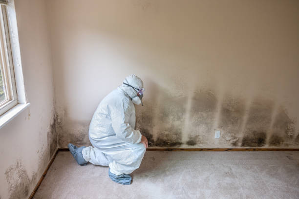 Best Mold Remediation  in Church Hill, MD