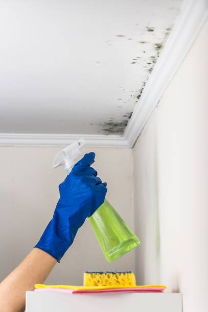Best Fast Mold Removal  in Church Hill, MD