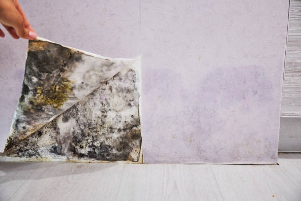 Best Office Mold Removal Services  in Church Hill, MD